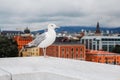 A large white seagull on a background walking along a parapet against a background of green trees and a city Royalty Free Stock Photo
