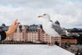 A large white seagull on a background walking along a parapet against a background of green trees and a city Royalty Free Stock Photo