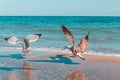 A large white seagull chases another bird by the sea on a sunny day. Angry bird hunting for food