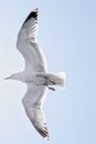 Seagull flying on a clear light blue sky Royalty Free Stock Photo