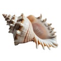 Large white seashell with intricate ridges and spiral pattern on transparent background Royalty Free Stock Photo