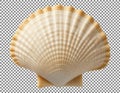 Large white seashell isolated on gray background Royalty Free Stock Photo