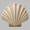 Large white seashell isolated on grey background Royalty Free Stock Photo