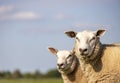 Large white sheep with black nose and a lot of fine soft curly hair