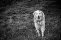 Large white shepherd dog, patou breed Royalty Free Stock Photo