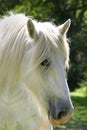 Large White Shire Horse in portrait aspect Royalty Free Stock Photo