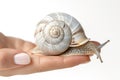 large white snail crawls on female hand, on a white background Royalty Free Stock Photo