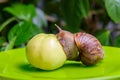 A large white snail sits on a green apple. Close-up Royalty Free Stock Photo