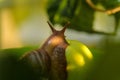 A large white snail sits on a green apple. Close-up Royalty Free Stock Photo