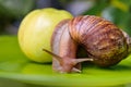 A large white snail sits on a green apple. Close-up Royalty Free Stock Photo