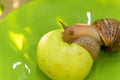 A large white snail sits on a green apple. Close-up Royalty Free Stock Photo