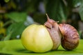 A large white snail sits on a green apple. Close-up Royalty Free Stock Photo