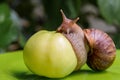 A large white snail sits on a green apple. Close-up Royalty Free Stock Photo