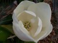 Large white Southern Magnolia bud opening up Royalty Free Stock Photo