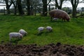 Large white sow and piglets