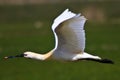 Large white spoonbill bird flying