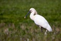 Large white spoonbill bird standing in grassland