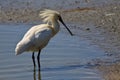 Large white spoonbill bird standing in water