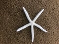 Large white starfish on sandy beach
