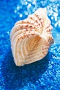 Large white starfish sea shell on blue pebble with water drops Royalty Free Stock Photo