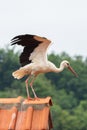 Large White stork Ciconia ciconia on the house`s chimney Royalty Free Stock Photo