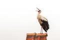 Large White stork Ciconia ciconia Royalty Free Stock Photo