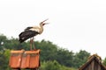 Large White stork Ciconia ciconia on a chimney Royalty Free Stock Photo