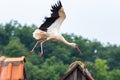 Large White stork Ciconia ciconia taking flight Royalty Free Stock Photo