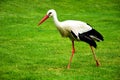 Large white stork closeup in green pasture. black flight feathers and wing coverts, red beak