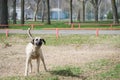 Large white stray homeless dog walks in the park, eats dogfood and waves its tail with joy.