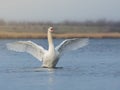 A large white swan spread its wings on a pond or lake. Bird protection