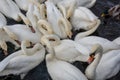 Large white swans feeding on water