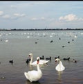 A large white swans on the water, with little black swans