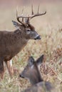 Large white-tailed buck and doe Royalty Free Stock Photo