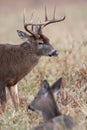 Large white-tailed buck and doe Royalty Free Stock Photo