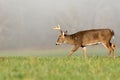 Large white-tailed deer buck in foggy meadow Royalty Free Stock Photo