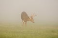 Large white-tailed deer buck in foggy meadow Royalty Free Stock Photo