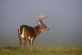 Large white-tailed deer buck in foggy meadow Royalty Free Stock Photo