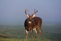 Large white-tailed deer buck in foggy meadow