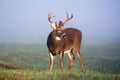 Large white-tailed deer buck in foggy meadow Royalty Free Stock Photo