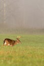 Large white-tailed deer buck in foggy meadow Royalty Free Stock Photo