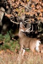 Large white-tailed deer buck Royalty Free Stock Photo