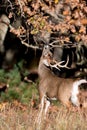 Large white-tailed deer buck Royalty Free Stock Photo