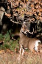 Large white-tailed deer buck Royalty Free Stock Photo