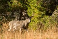 Large white-tailed deer buck Royalty Free Stock Photo