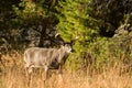 Large white-tailed deer buck Royalty Free Stock Photo