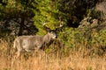 Large white-tailed deer buck Royalty Free Stock Photo