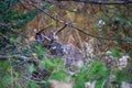 Large White-tailed deer buck Odocoileus virginianus hiding in the Wisconsin brush in November Royalty Free Stock Photo