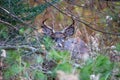 Large White-tailed deer buck Odocoileus virginianus hiding in the Wisconsin brush in November Royalty Free Stock Photo