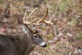 Large white-tailed deer buck Royalty Free Stock Photo